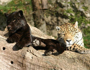 Zoo Salzburg Jaguar