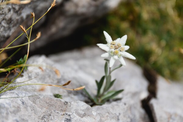 Edelweiss