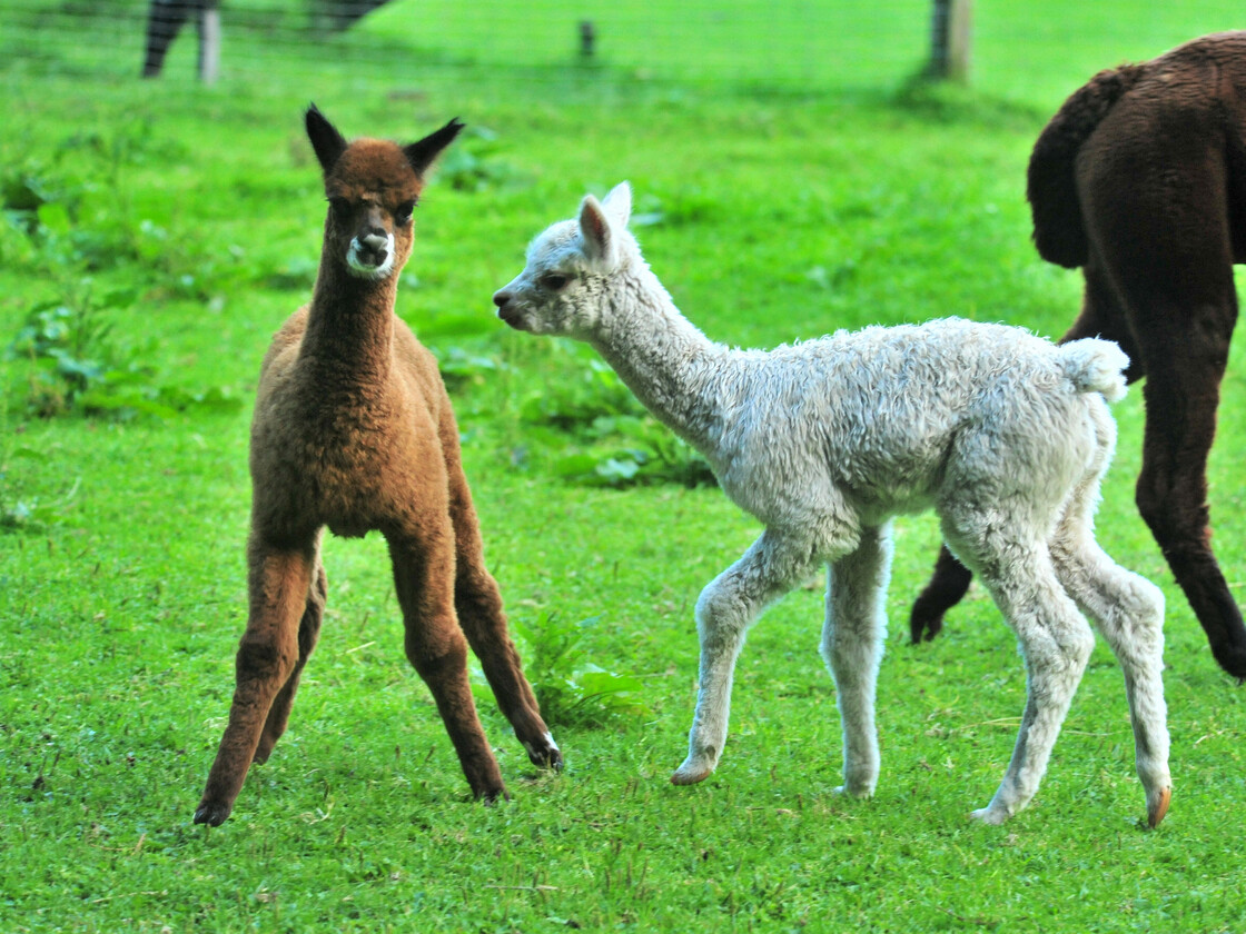 Wildpark Ferleiten Alpakas im Wildpark Ferleiten