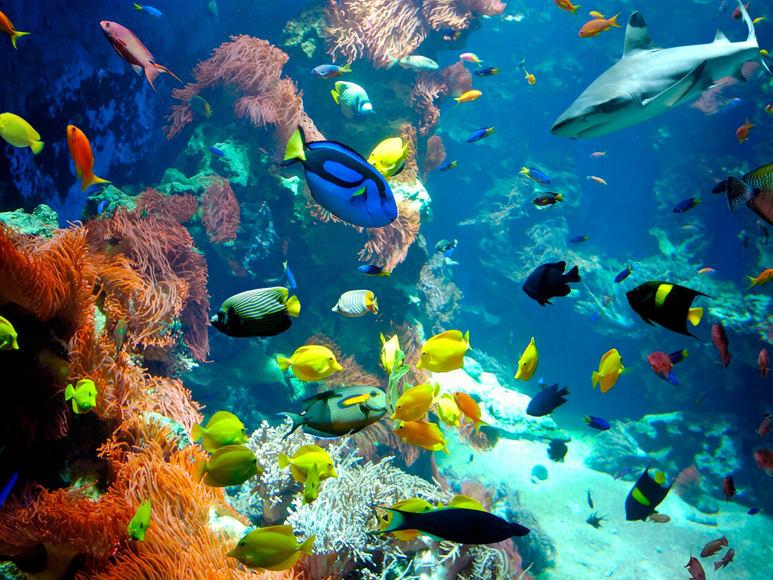 Korallenriff Korallenriff Haus der Natur Salzburg