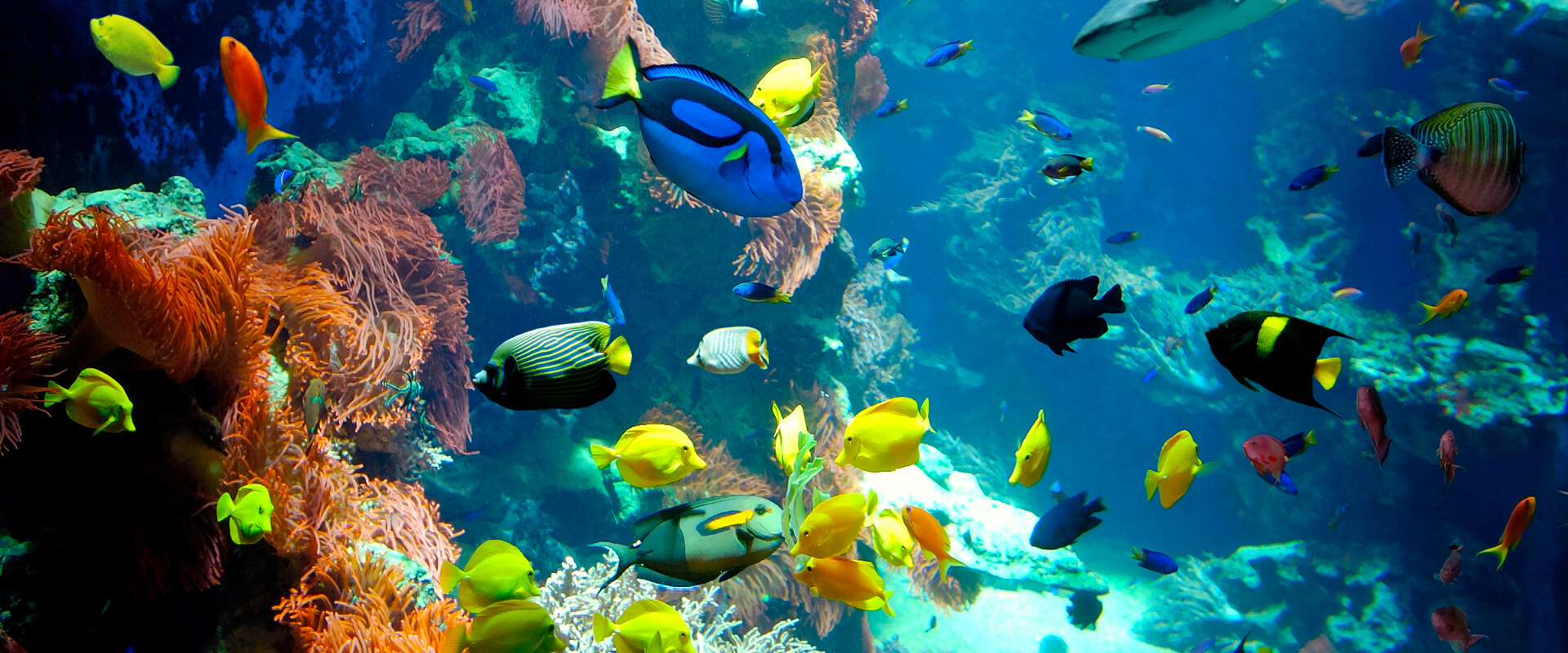 coral reef at the house of nature in Salzburg