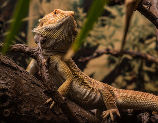 Reptile Zoo at the House of Nature Salzburg | © Simmerstatter Photography