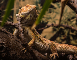 Reptilienzoo im Haus der Natur Salzburg | © Simmerstatter Photography