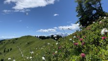 Flower meadows in summer in Saalfelden-Leogang