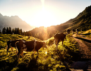 Kühe im Wandergebiet Saalfelden-Leogang | © Klemens König