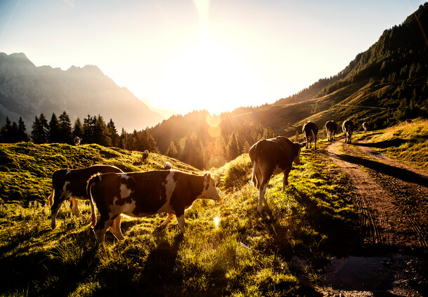 Wandergebiet Saalfelden-Leogang | © Klemens König  Cows in the hiking area Saalfelden-Leogang | © Klemens König