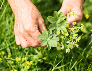Herbal workshop in Saalfelden-Leogang
