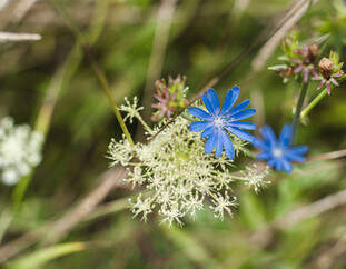 Heilpflanzenwanderung | © Michael Geißler