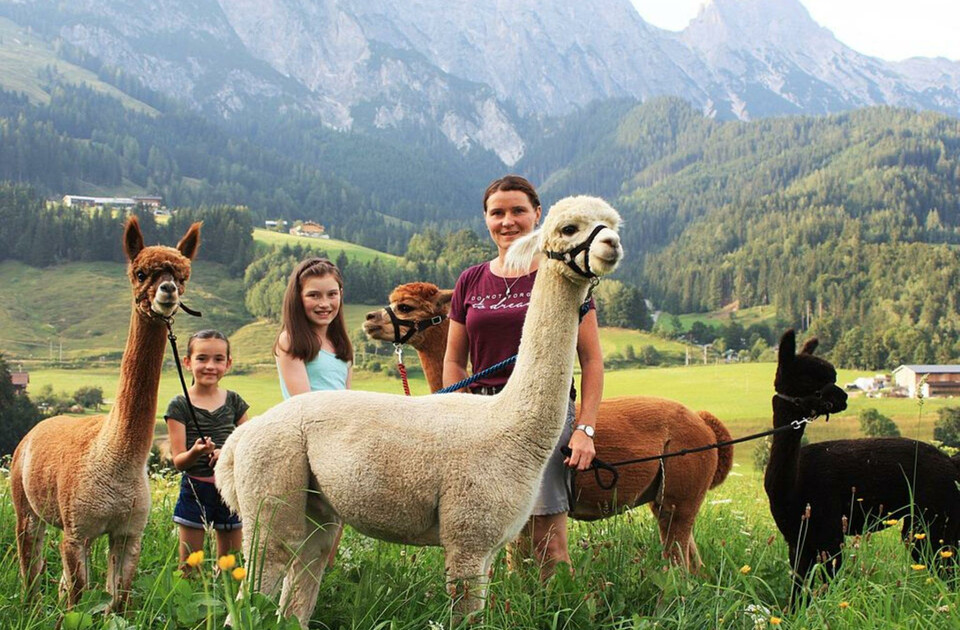 Alpaka Trekking in Leogang