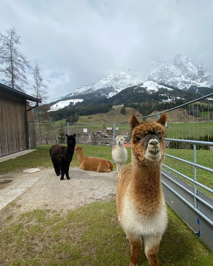 Jinsiy aloqa, porno, onanizm, jinsiy aloqa mashinalari, zoravon orgazm