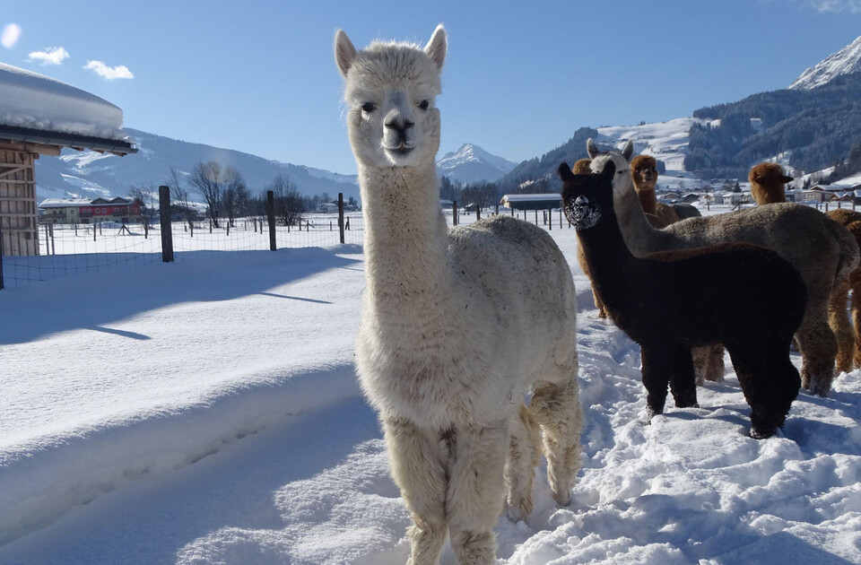 Alpaka Winter
