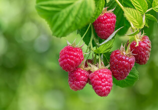 AdobeStock_514756700