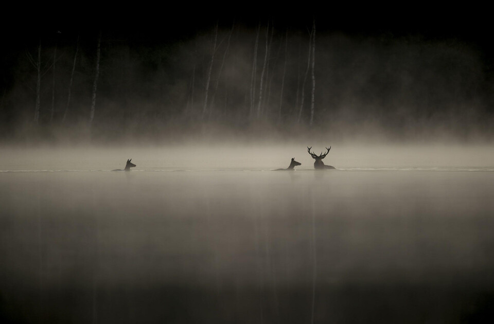 03_Das-Flustern-der-Walder_01©Vincent-Munier