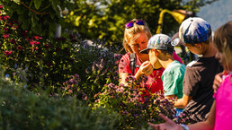 Kräuter- und Alpenpflanzenweg