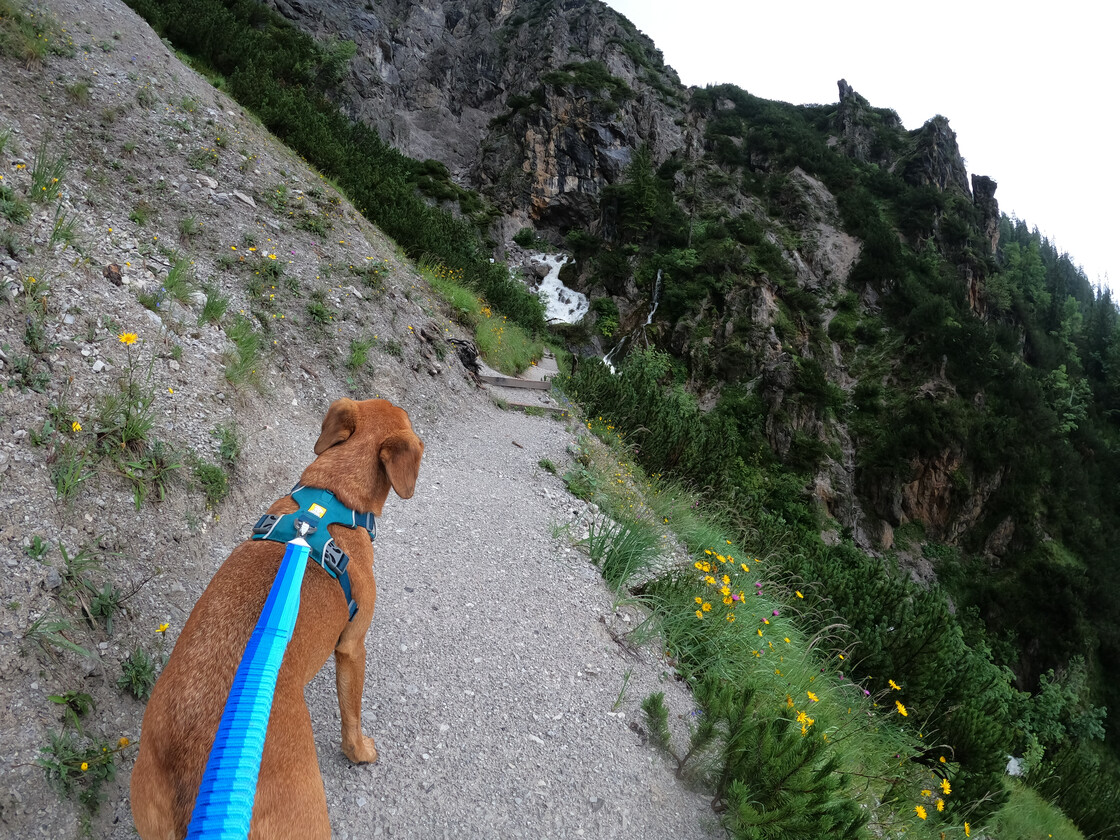 Trailrunning mit Hund | © Lena Schindler Hund am Wanderweg | © Lena Schindler