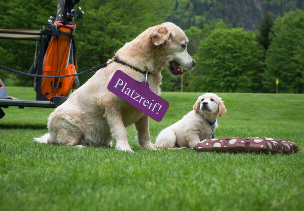 Hunde am Golfplatz | © Brandlhof Hunde am Golfplatz | © Brandlhof