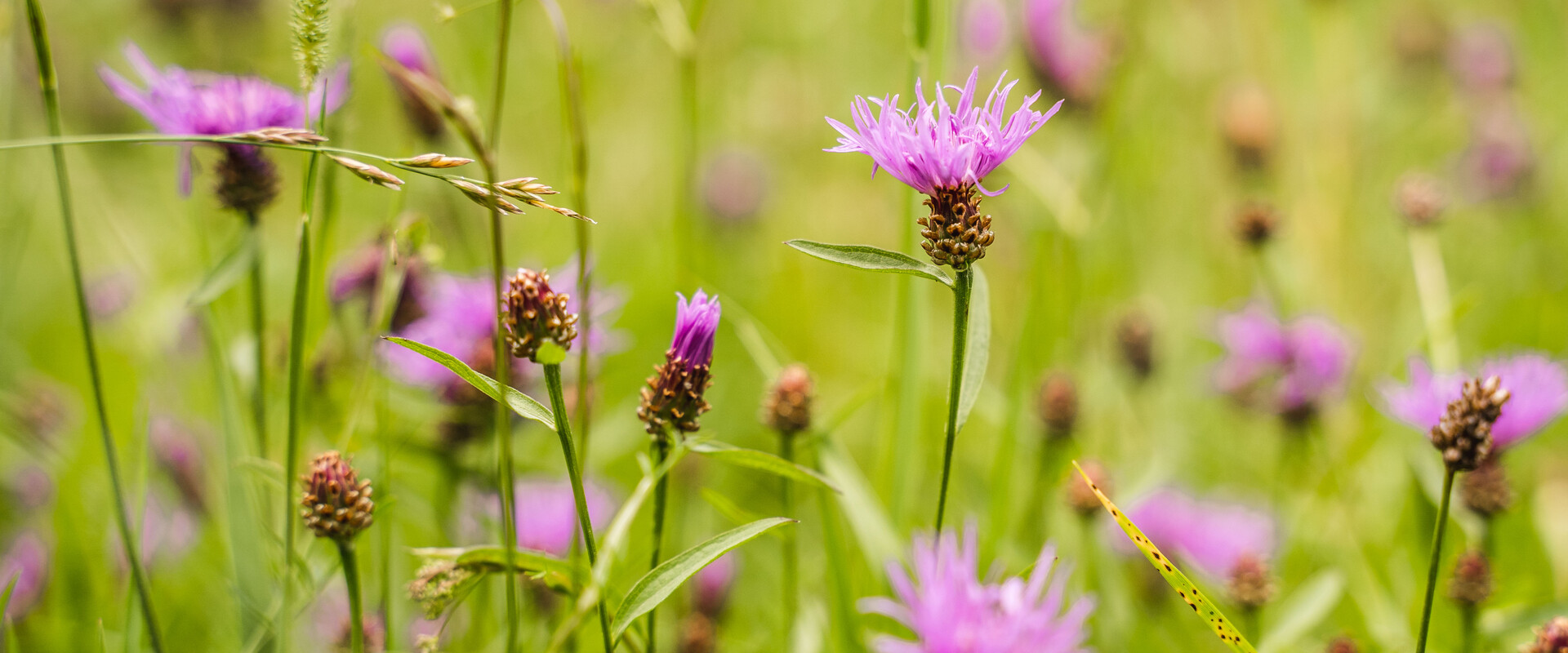 Blumen entlang Wanderweg | © Michael Geißler