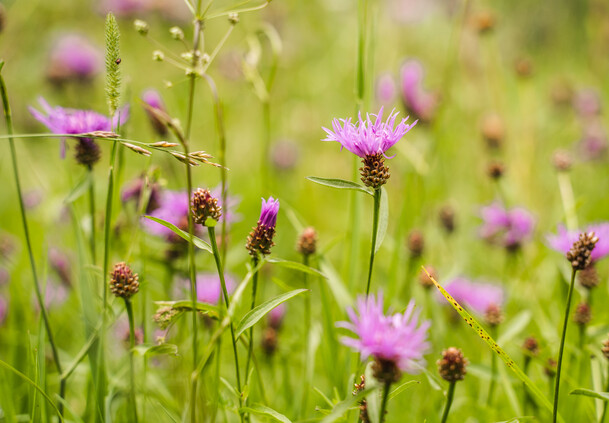Blumen entlang Wanderweg | © Michael Geißler