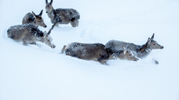 © saalbach.com © saalbach.com