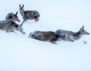 © saalbach.com