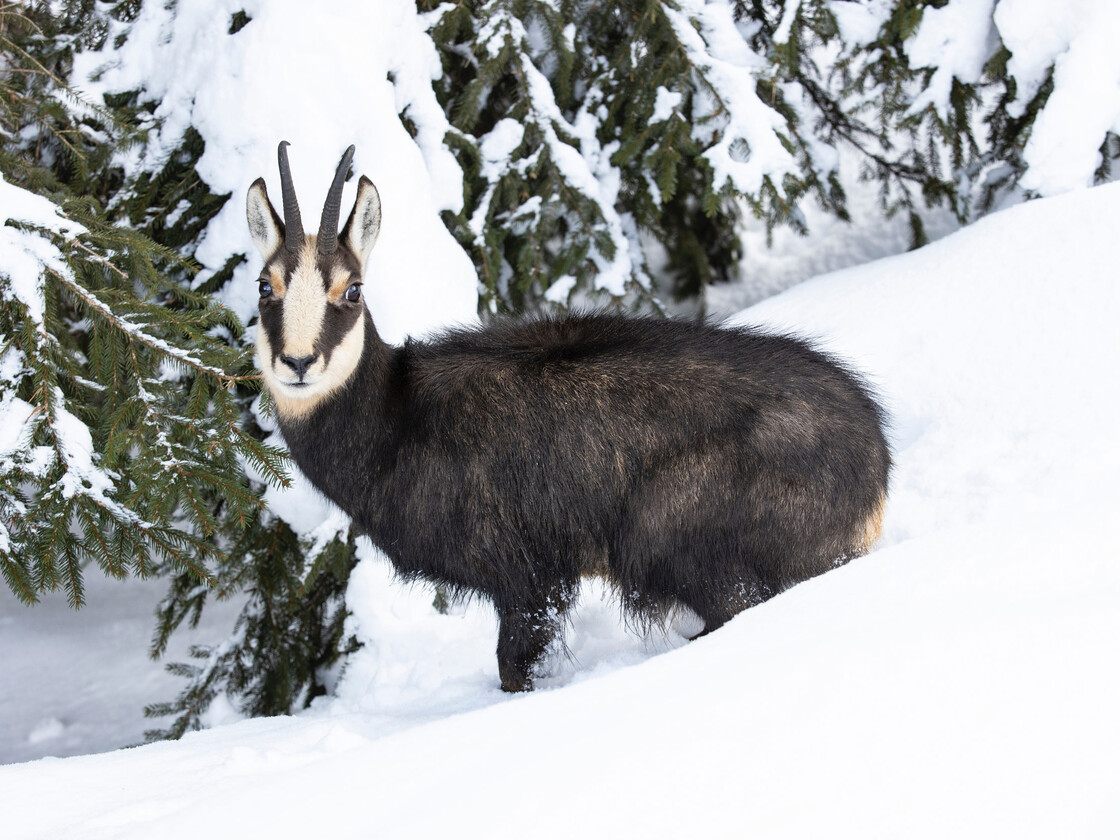 Respektiere deine Grenzen | © saalbach.com Chamois in deep snow - Respect your limits | © saalbach.com