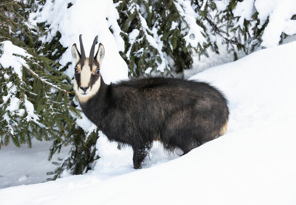 Respektiere deine Grenzen | © saalbach.com Chamois in deep snow - Respect your limits | © saalbach.com